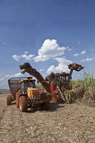 Mechanized harvest of Sugarcane