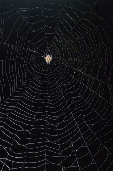 Spider (Eriophora fuliginea) in web