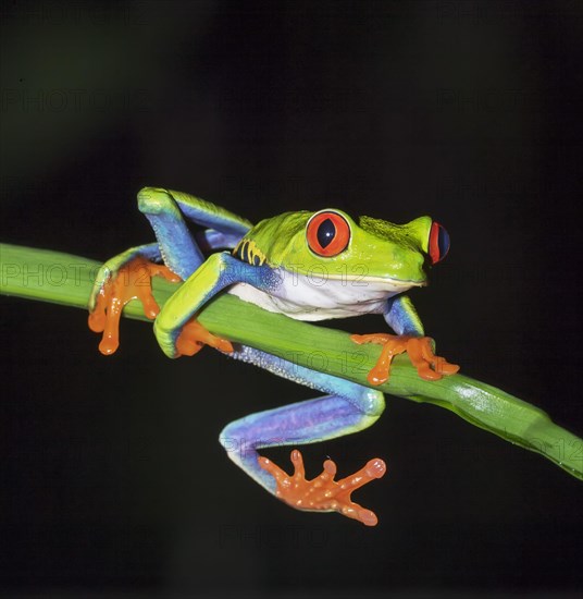 Red-eyed tree frog (Agalychnis callidryas) on green trunk