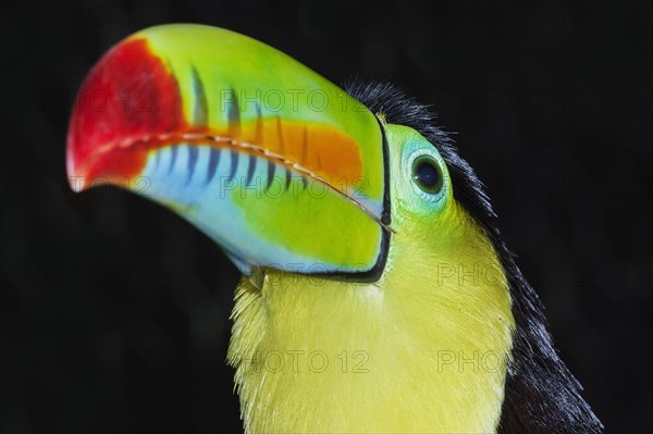 Keel-billed toucan (Ramphastos sulfuratus)