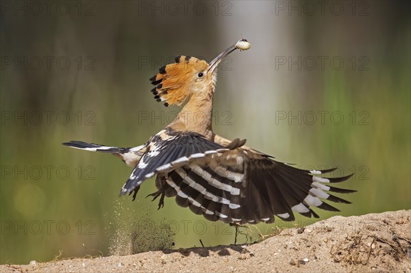 Hoopoe (Upupa epops) with Engerling as food