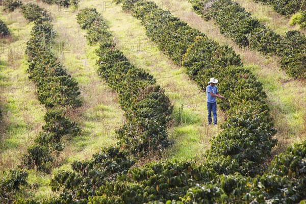 Checking coffee plants at Aguas Claras Coffee plantation