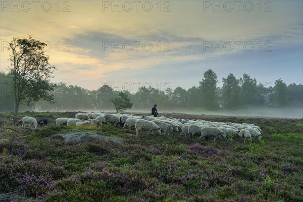 Shepherd with a flock of sheep in the heath at the Thuelsfeld dam at sunrise