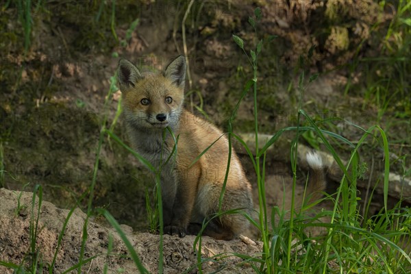Red fox (Vulpes vulpes)