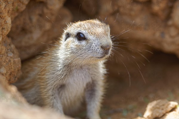 Cape ground squirrel (Xerus inauris)