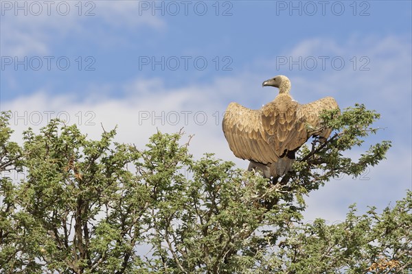 White-backed vulture (Gyps africanus)