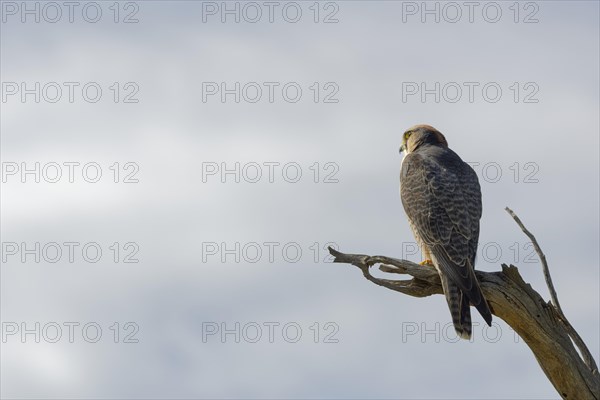 Lanner falcon (Falco biarmicus)