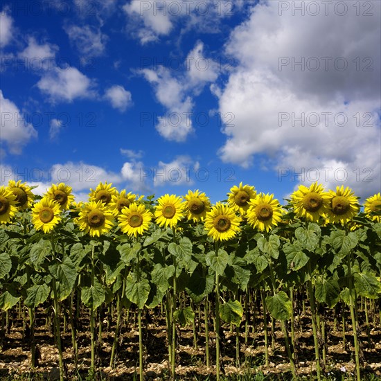 Sunflower field