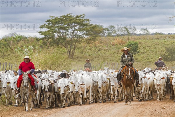 Gauchos herd cows