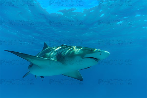 Lemon shark (Negaprion brevirostris)