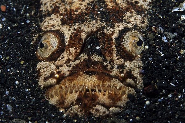 Marbled stargazer