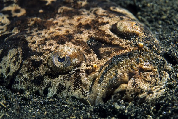 Marbled stargazer