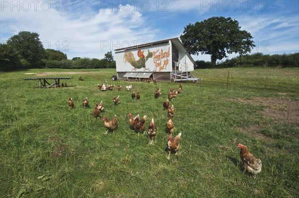 Laying hens (Gallus gallus domesticus)