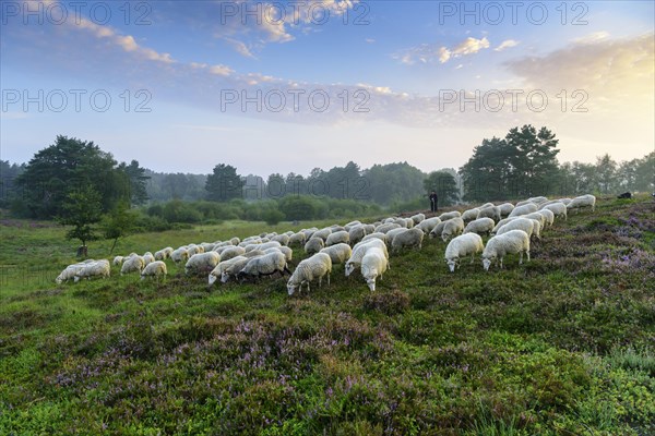 Shepherd with a flock of sheep in the heath at the Thuelsfeld dam at sunrise