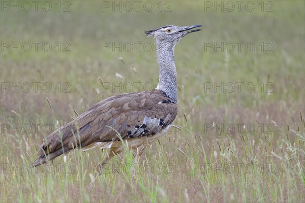 Kori bustard (Ardeotis kori)