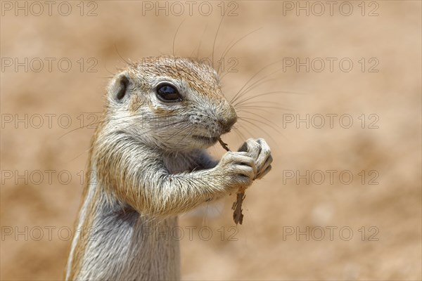 Cape ground squirrel (Xerus inauris)