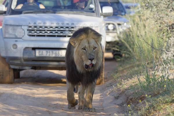 Black-maned lion (Panthera leo melanochaita)