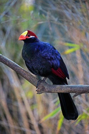 Violet turaco (Musophaga violacea)