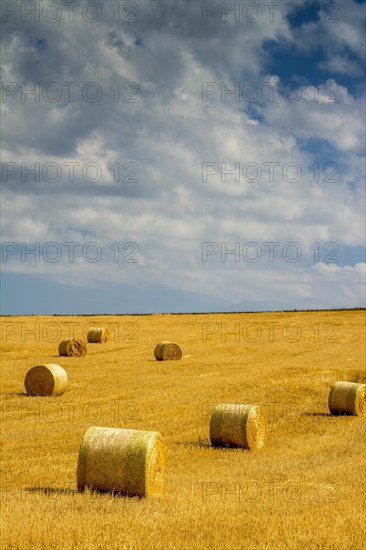 Bales of straw in harvested field