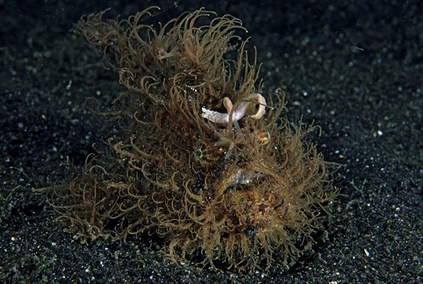 Shaggy frogfish (Antennarius hispidus) on sandy ground