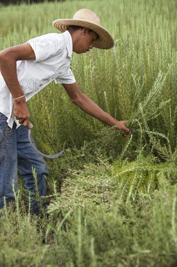 Field workers harvest rosemary plants on the organic farm near Itupeva