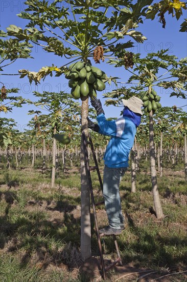 Worker Picks Papayas on a Plantation