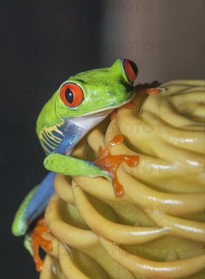 Red-eyed tree frog (Agalychnis callidryas) on yellow flower