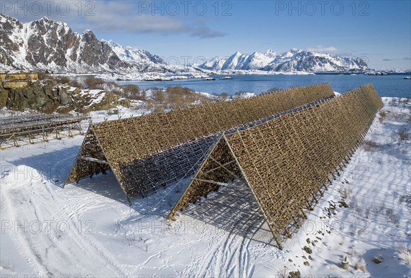 Thousands and thousands of stockfish Fish heads on wooden drying rack