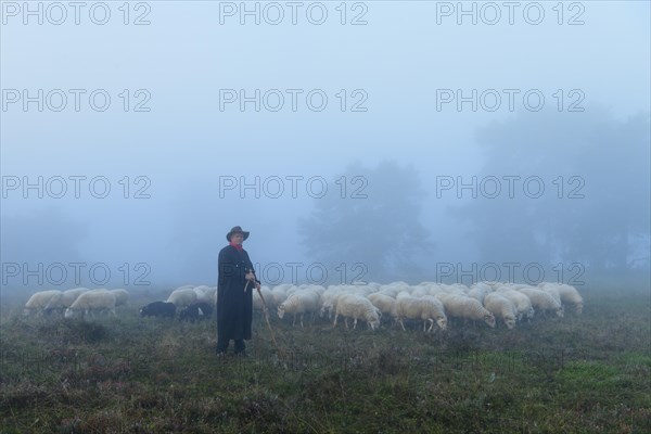 Shepherd with a flock of sheep in the heath at the Thuelsfeld dam at sunrise