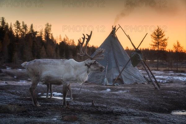 Morning in Tsaatan (reindeer herders) area. Ulaan taiga mountains. Khuvsgul province