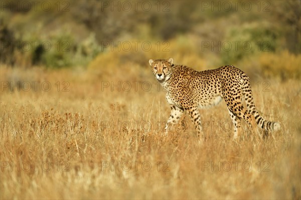 Cheetah (Acinonyx jubatus)