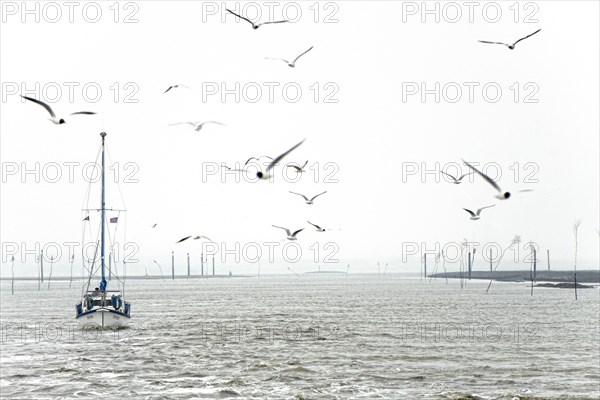 Sailing ship with seagulls in foggy weather on the North Sea