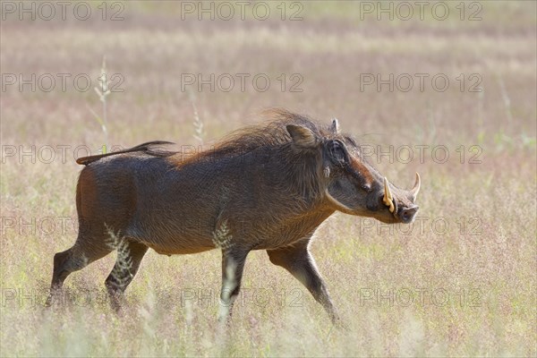 Common warthog (Phacochoerus africanus)