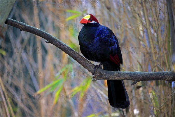 Violet turaco (Musophaga violacea)