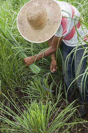 Collecting lemon grass at the eco farm Sao Benedito