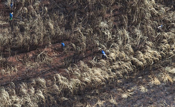 Harvesters work on burnt Sugarcane Plantations