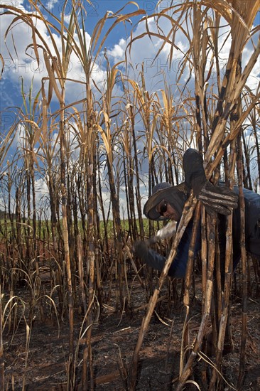 Man with regulation outfit for Manual harvest of burnt sugarcane