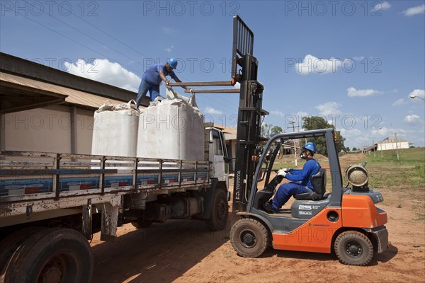 Worker Manouvers Lift Truck with One and a Half Ton Coffee Sacks near Luis Eduardo Magalhaes