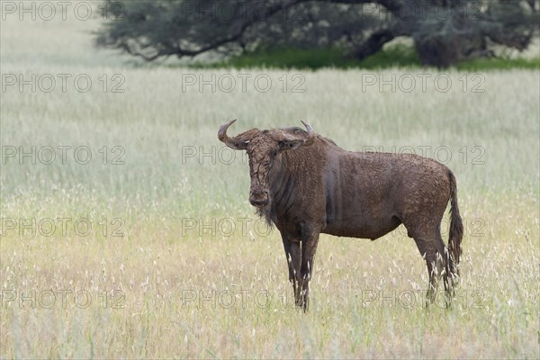 Blue wildebeest (Connochaetes taurinus)