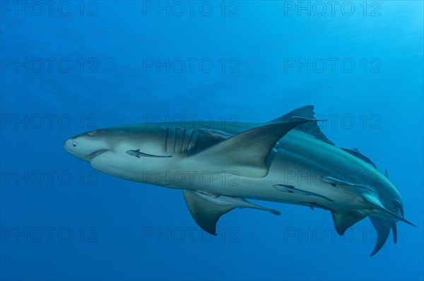 Lemon shark (Negaprion brevirostris)