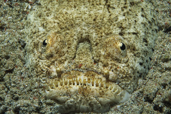 Marbled Stargazer (Uranoscopidae)