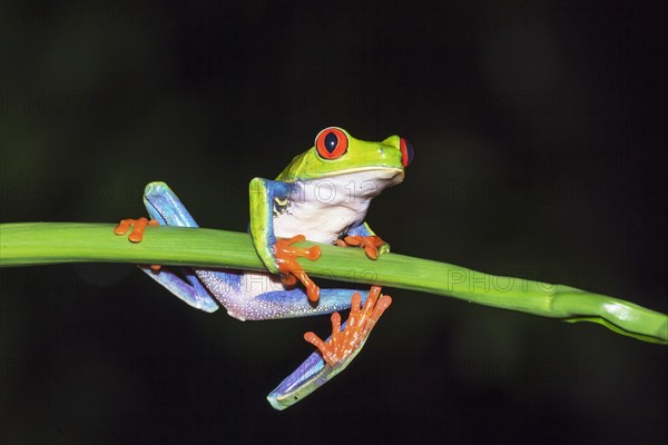 Red-eyed tree frog (Agalychnis callidryas) on green trunk