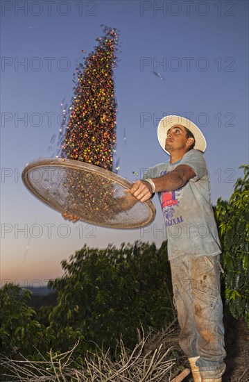 Coffee worker separates coffee cherries from chaff using a basket