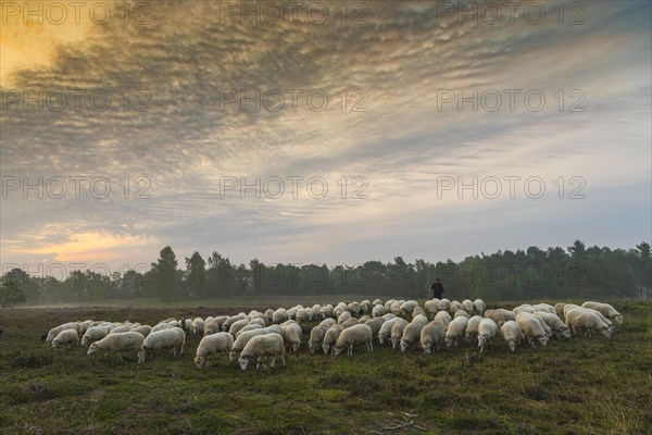 Shepherd with a flock of sheep in the heath at the Thuelsfeld dam at sunrise