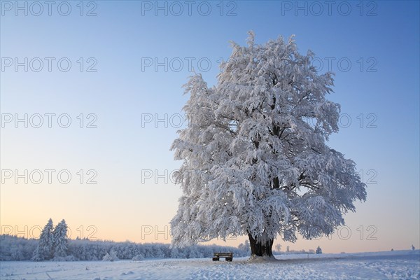 Wintry solitary beech