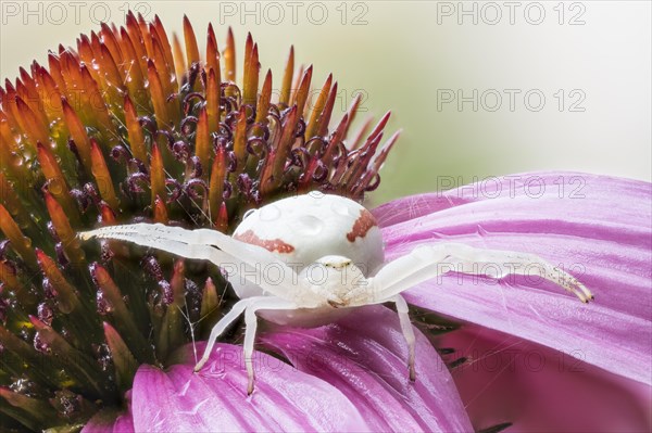 Goldenrod crab spider (Misumena vatia) waiting for (Echinacea purpurea)