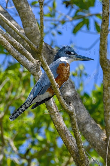 Ringed kingfisher (Megaceryle torquata)