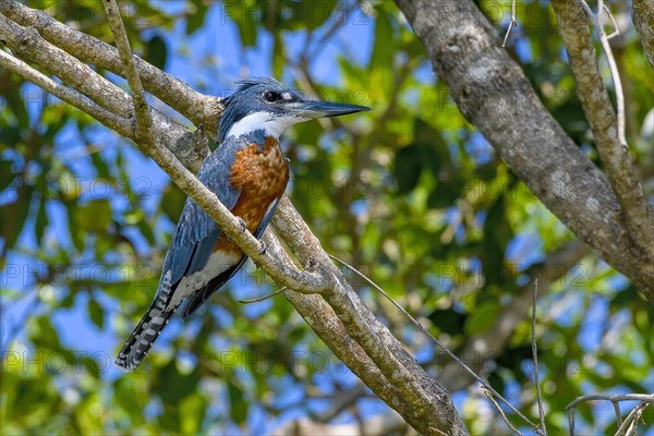 Ringed kingfisher (Megaceryle torquata)