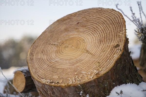 Annual rings of one (Pinus)