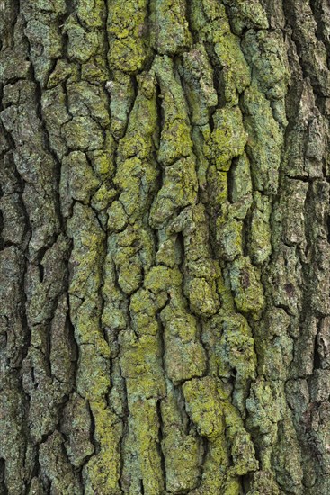 Structure of the bark of an oak (Quercus)